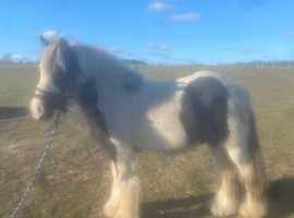 Pony cob
