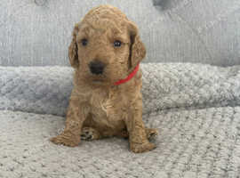 Miniature Labradoodle F1BB