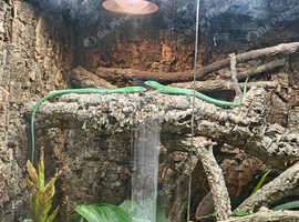 Keel Bellied Lizards