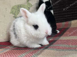 Super cute, friendly fluff balls!