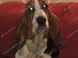 Beople bassets hot sale