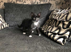 American Shorthairs For Sale And Rehome In Edinburgh Find Cats