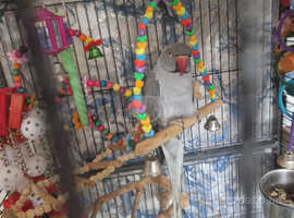 Ring neck parakeet for sale male