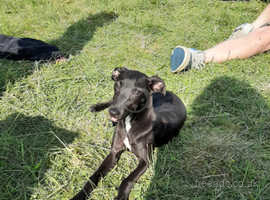 Whippet Cross Lurcher In Wigan Dogs And Puppies For Sale And