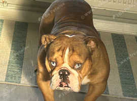 2yr old English bulldog