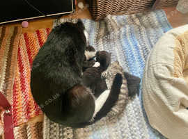 2 healthy & adorable black kittens
