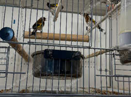 Goldfinch Glasgow