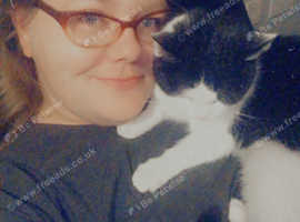 10 year old female black and white cat