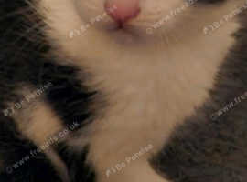 2 kittens