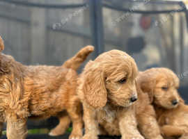 Golden Doodle Puppies Ready Now
