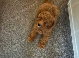 Toy poodle girl