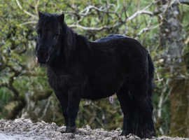 Black standard shetland pony