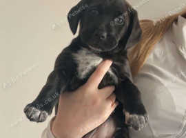 2 female dutch shepherd beagle mix pups!