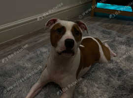 Male Staffordshire bull terrier