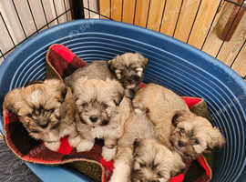 Lhasa Apso puppies pure bred