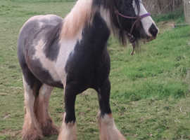 Cracking youngster