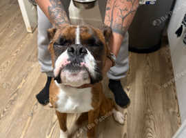 rehoming biggie