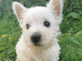 Stunning west highland terriers one boy left