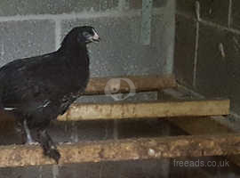 Copper Black Maran Pullets