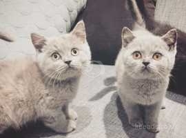 British Shorthair Cats And Kittens For Sale And Rehome In Newark