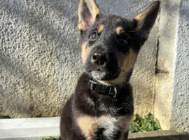 5 month old Shepsky looking for a new home