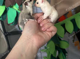 Sugar glider joeys