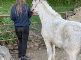 Welsh mountain poney
