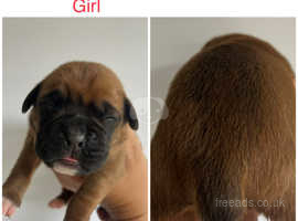 Red Boxer puppies bobtail