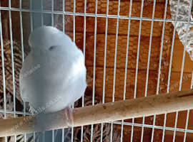 Budgies