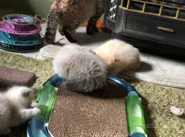 Gorgeous Kittens looking for loving Family