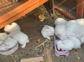 A litter of 8 giant French lops