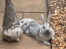 2 champagne d'argent rabbits
