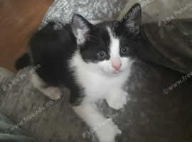 Beautiful kittens ready for there forever home