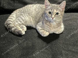 Lovely female Persian/Rag doll X Blue Russian kitten