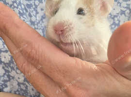 Hamsters for sale Freeads