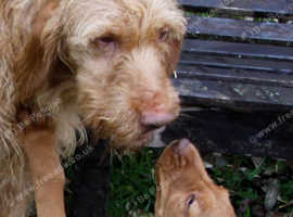 Hungarian Vizslas For Sale Rehome In Salisbury Find Dogs