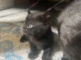 Pure black kitten girl