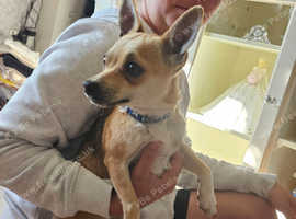 Chihuahua x jack Russell