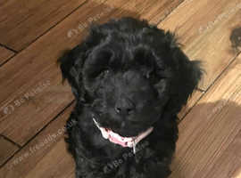 Miniature Ttoodle Puppies