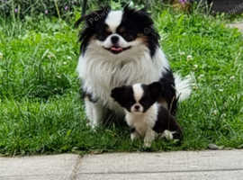 Ozzy and Minnie