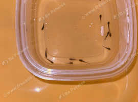 Axolotl babies