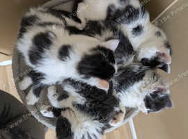 Beautiful long haired kittens ready to leave.