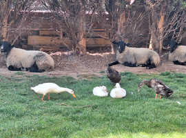 Wanted a small peice of land for ducks and a few sheep