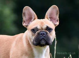 French Bulldog kennel *Bulls of Crown* (fully genetically & physically tested. Healthy type.
