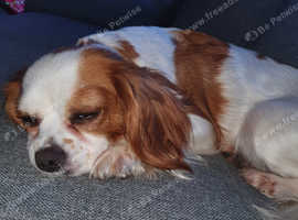 Female Cavalier Spaniel
