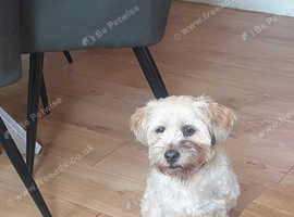 Bella needs a new home (Lhasa apso x shih tzu)