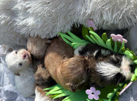 Hypoallergenic teddy puppies looking for new paw pad