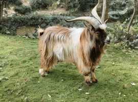 Fawn coloured proven billy for hire only