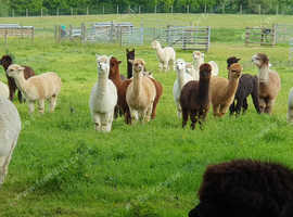 Mature, experienced breeding females for sale from £300 - £750 + VAT each