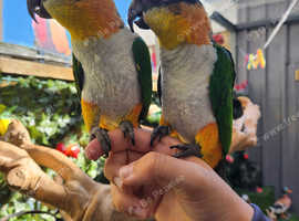 2 male hand tame caiques